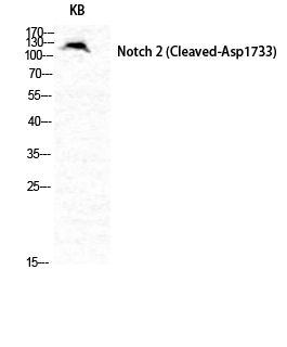 Cleaved-Notch 2 (D1733) Polyclonal Antibody