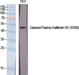 Cleaved-Plasma Kallikrein HC (R390) Polyclonal Antibody