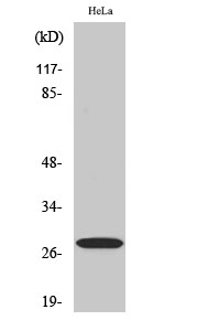 14-3-3 ζ Polyclonal Antibody