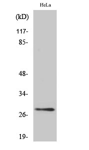 14-3-3 θ/τ Polyclonal Antibody