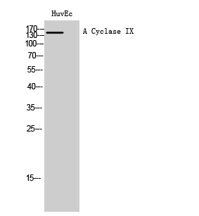 A Cyclase IX Polyclonal Antibody