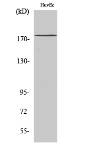 ABCA8 Polyclonal Antibody