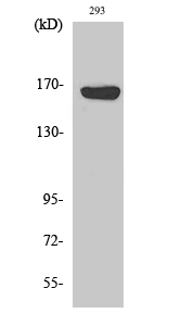 ABCC12 Polyclonal Antibody