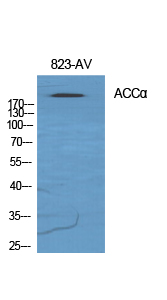 ACCα Polyclonal Antibody