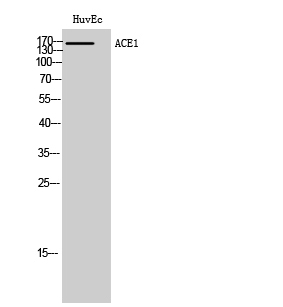 ACE1 Polyclonal Antibody