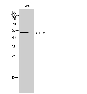 ACOT2 Polyclonal Antibody