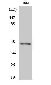 ACOT4 Polyclonal Antibody