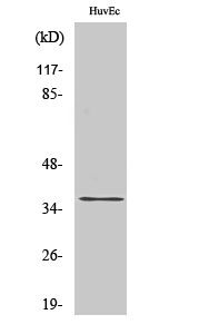 ACOT8 Polyclonal Antibody