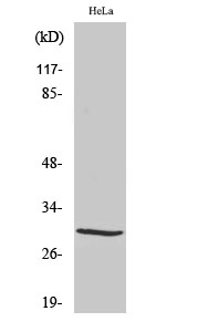 Acrp30 Polyclonal Antibody