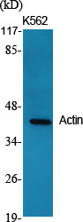 Actin Polyclonal Antibody