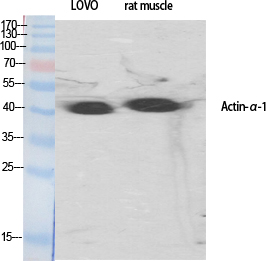 Actin α1 Polyclonal Antibody