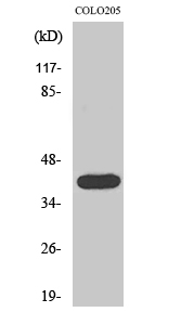 Actin α3 Polyclonal Antibody