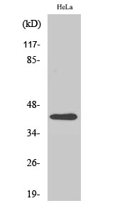 Actin β Polyclonal Antibody