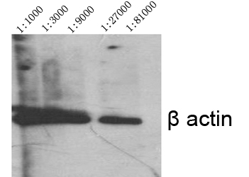 Actin β Polyclonal Antibody