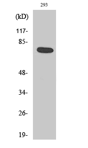 Actinin-α1/2/3/4 Polyclonal Antibody