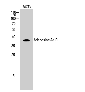 Adenosine A3-R Polyclonal Antibody