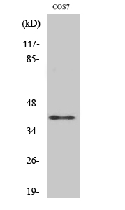 ADH7 Polyclonal Antibody