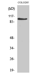 AF-10 Polyclonal Antibody