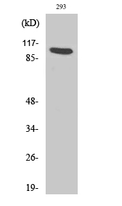 Ah Receptor Polyclonal Antibody