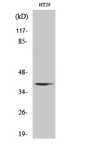 AHA-1 Polyclonal Antibody