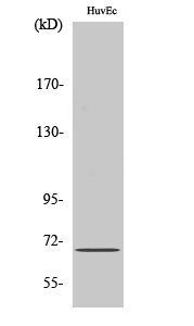 AIF-M1 Polyclonal Antibody