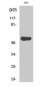 AIRE-1 Polyclonal Antibody