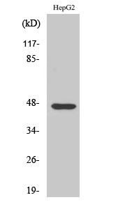 AKAP 79 Polyclonal Antibody