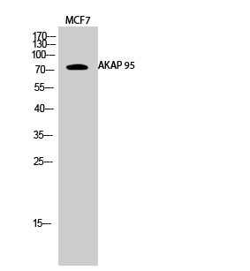 AKAP 95 Polyclonal Antibody