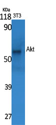 Akt Polyclonal Antibody