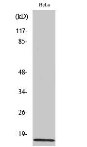 Amylin Polyclonal Antibody