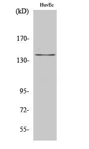 Amyloid-β Polyclonal Antibody