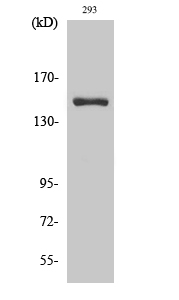 ANKRD30A Polyclonal Antibody