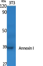 Annexin I Polyclonal Antibody