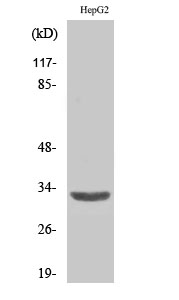 ANT3 Polyclonal Antibody