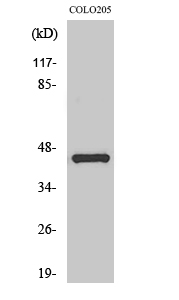 AP-1 Polyclonal Antibody