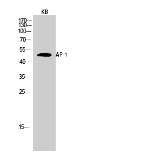 AP-1 Polyclonal Antibody