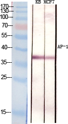 AP-1 Polyclonal Antibody