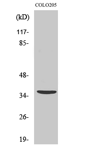 Apaf-1-ALT Polyclonal Antibody