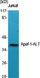 Apaf-1-ALT Polyclonal Antibody