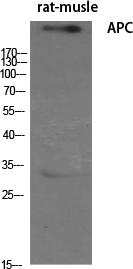 APC Polyclonal Antibody