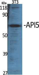 API5 Polyclonal Antibody