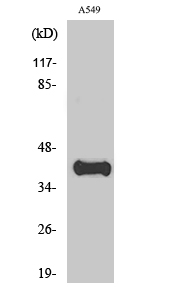 ApoL1 Polyclonal Antibody