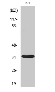 AQP4 Polyclonal Antibody