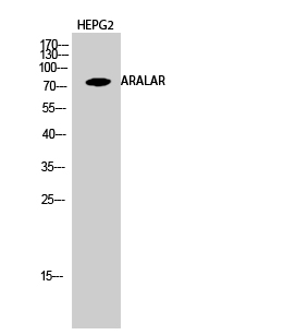 ARALAR Polyclonal Antibody