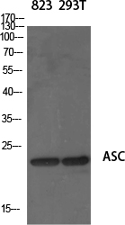 ASC Polyclonal Antibody