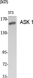 ASK 1 Polyclonal Antibody