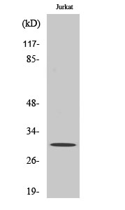 ATF-5 Polyclonal Antibody