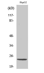 ATP5H Polyclonal Antibody