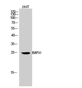 BAP31 Polyclonal Antibody