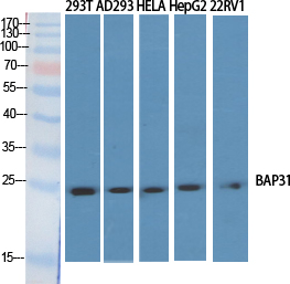 BAP31 Polyclonal Antibody